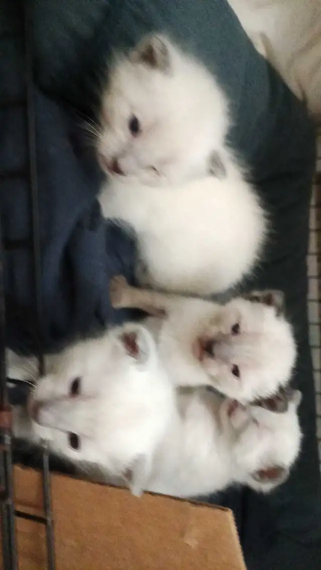PUREBRED SIAMESE KITTENS - Photo 2