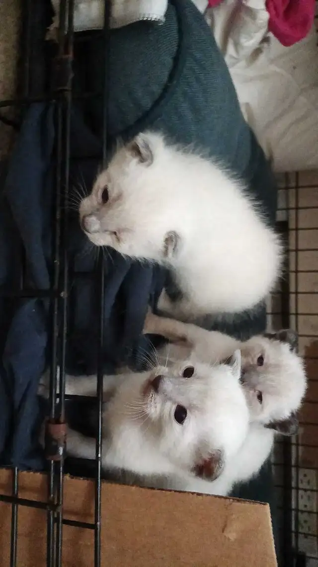 PUREBRED SIAMESE KITTENS - Photo 3