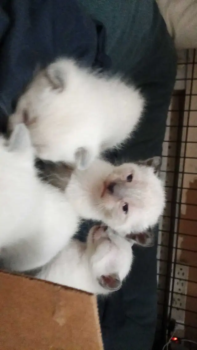 PUREBRED SIAMESE KITTENS - Photo 4