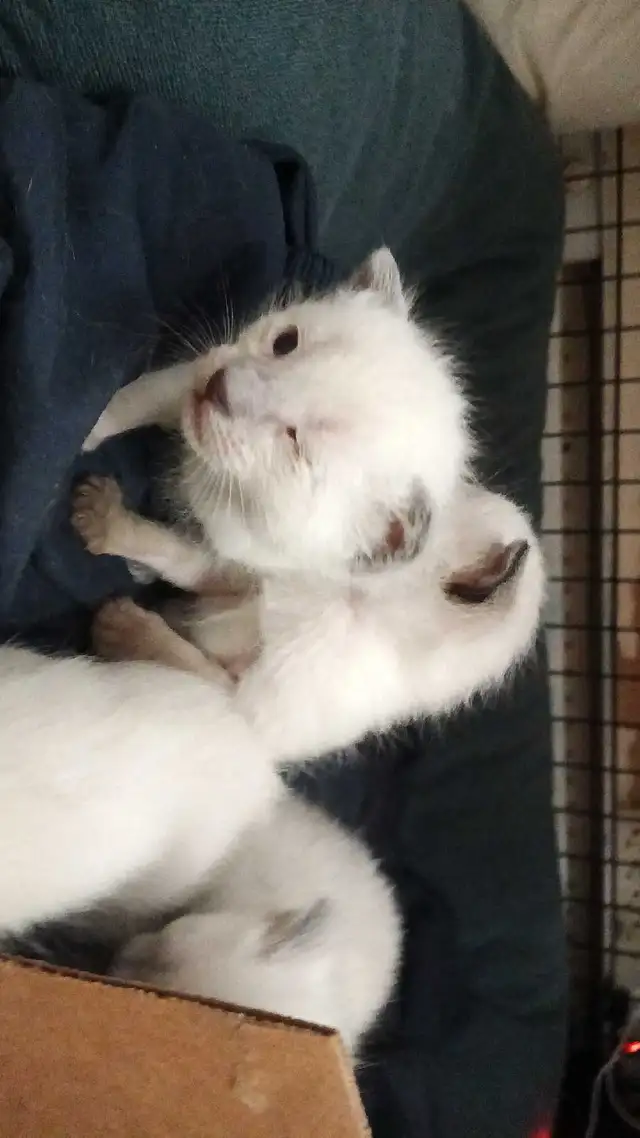 PUREBRED SIAMESE KITTENS - Photo 5