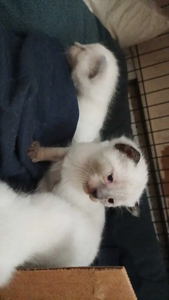 PUREBRED SIAMESE KITTENS - Photo 6