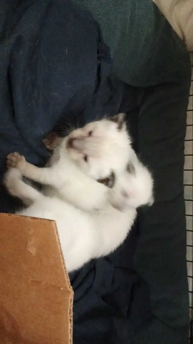 PUREBRED SIAMESE KITTENS - Photo 7