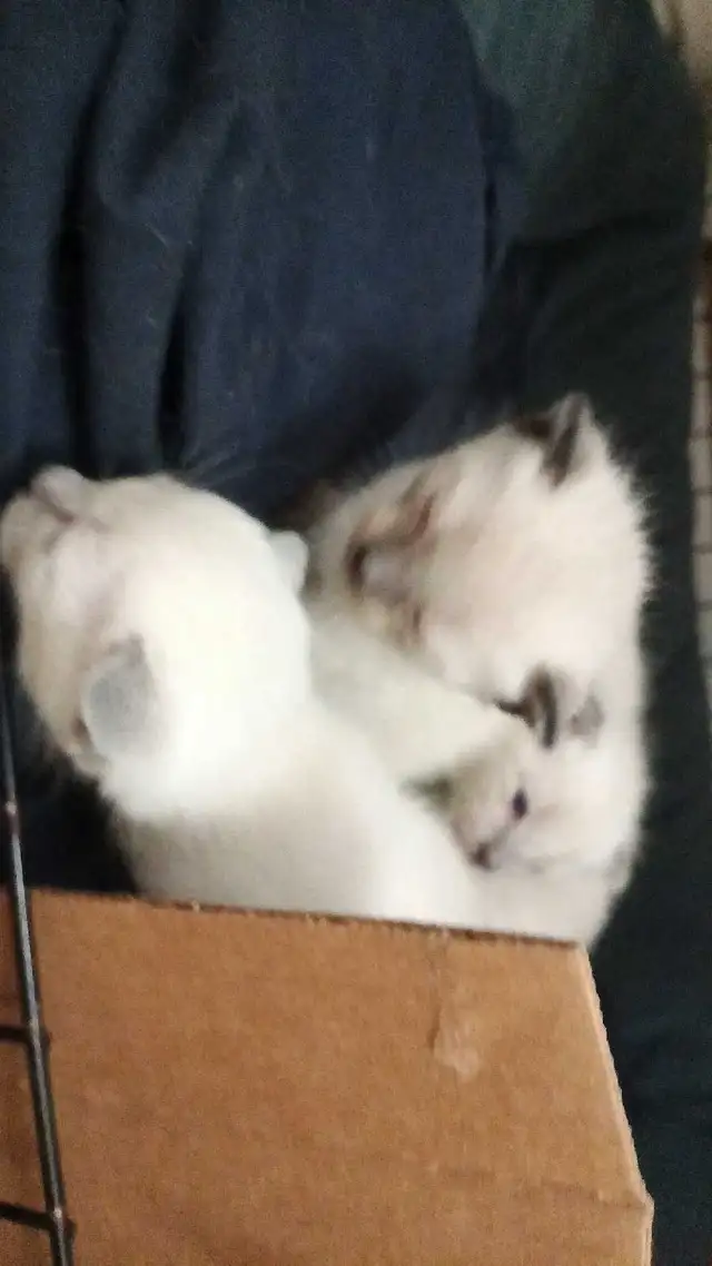 PUREBRED SIAMESE KITTENS - Photo 8