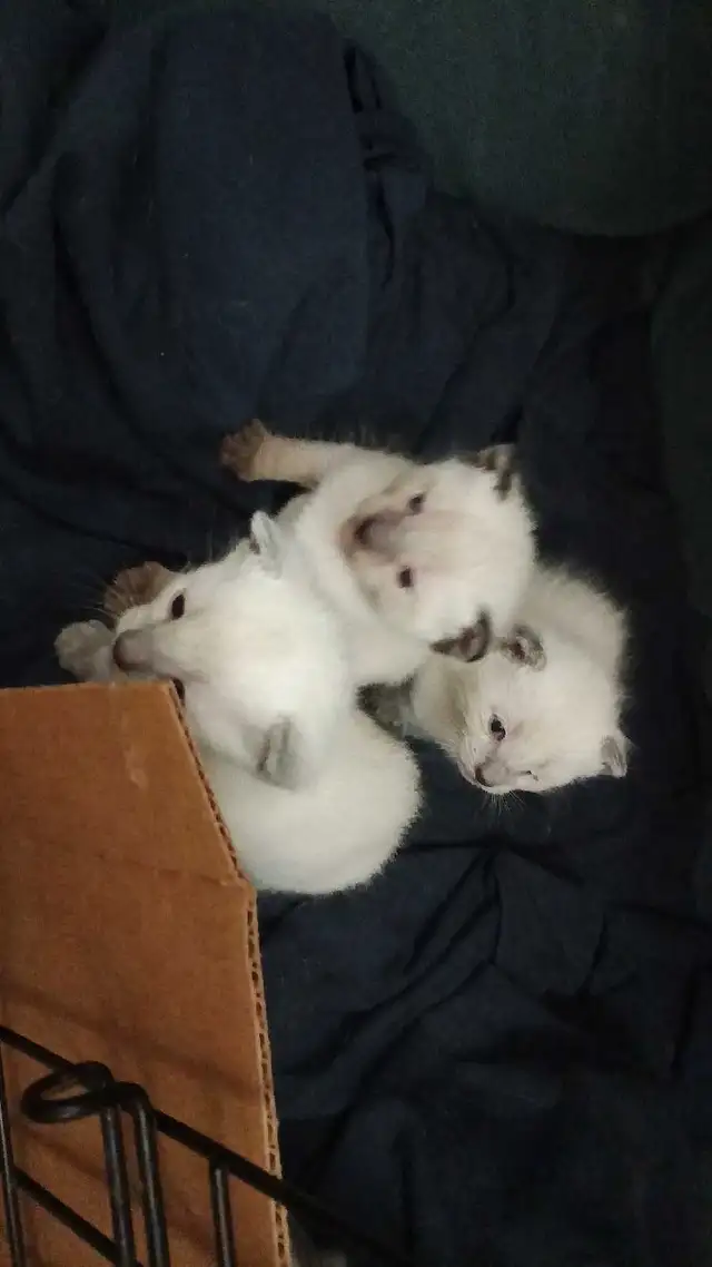 PUREBRED SIAMESE KITTENS - Photo 9