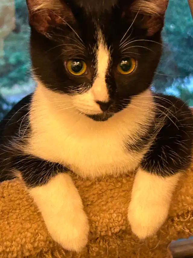 Adorable kitty to a forever home!