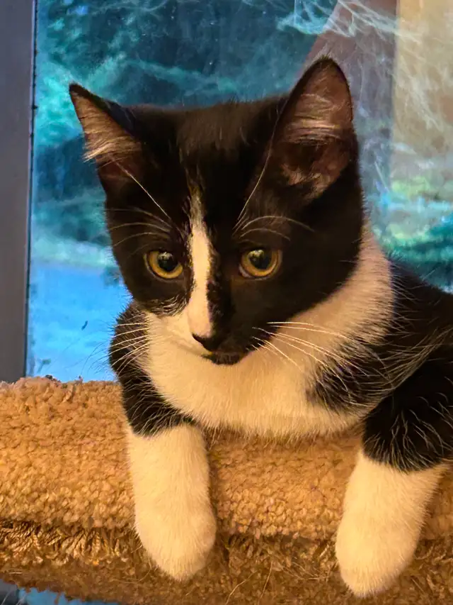 Adorable kitty to a forever home! - Photo 2