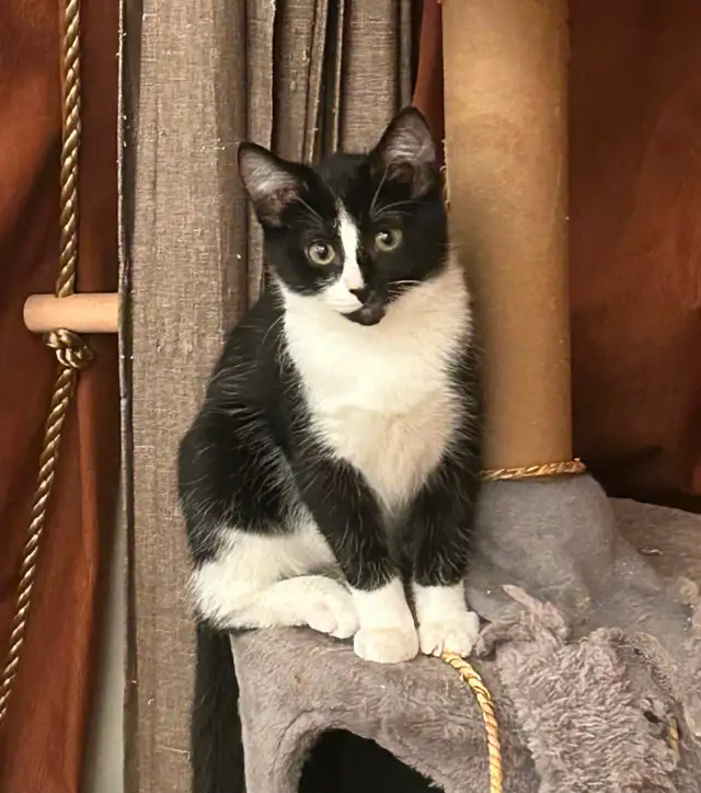 Adorable kitty to a forever home! - Photo 3