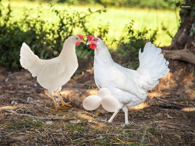White hens Read y to lay eggs. Poules blanche prête à pondre