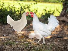 White hens Read y to lay eggs. Poules blanche prête à pondre