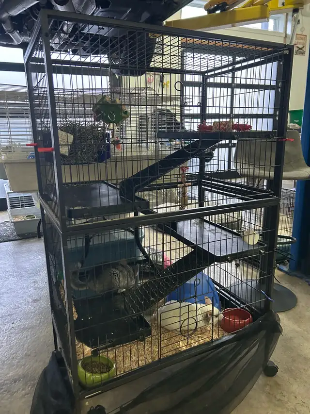 chinchillas avec cage