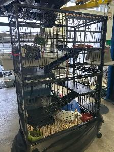 chinchillas avec cage