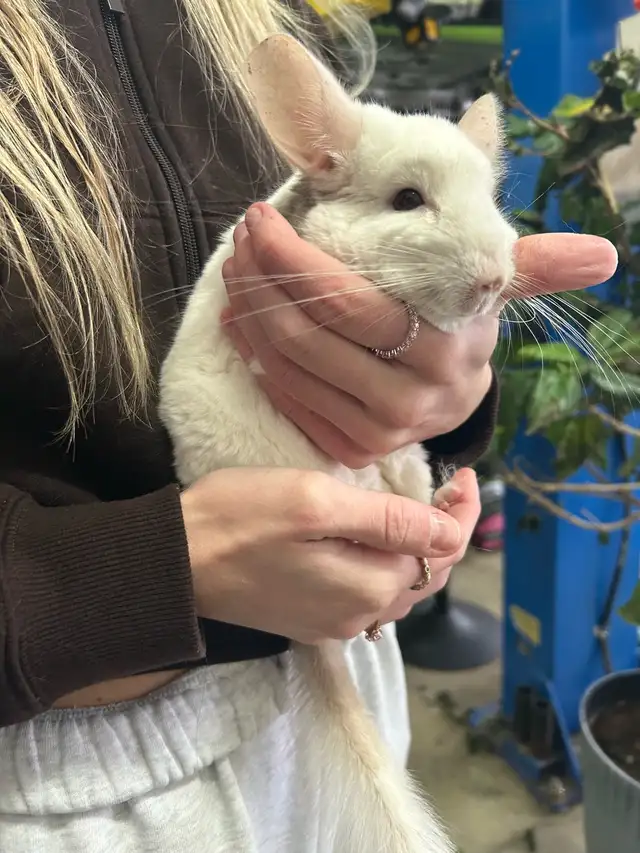 chinchillas avec cage - Photo 2