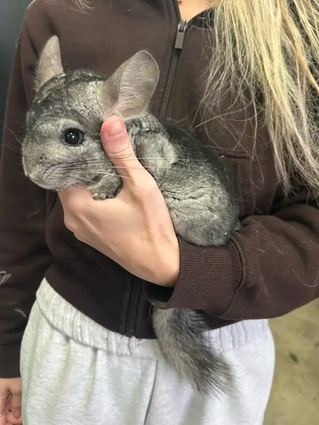 chinchillas avec cage - Photo 3
