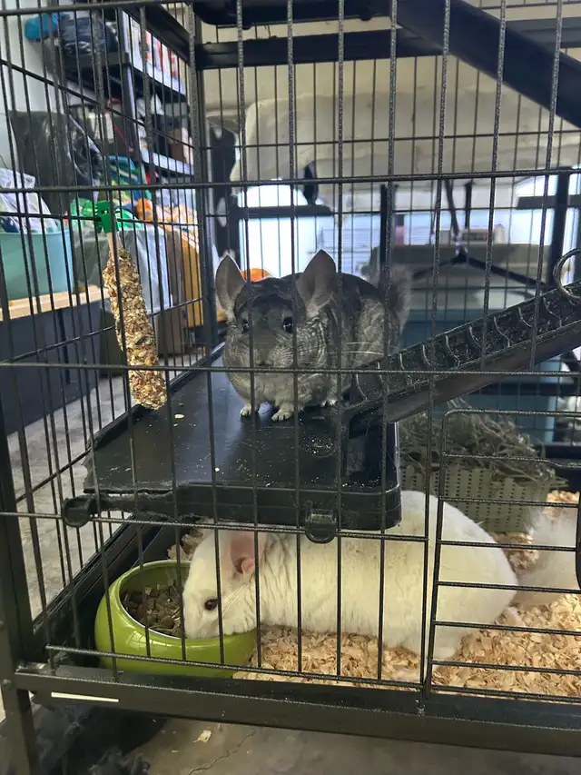 chinchillas avec cage - Photo 4