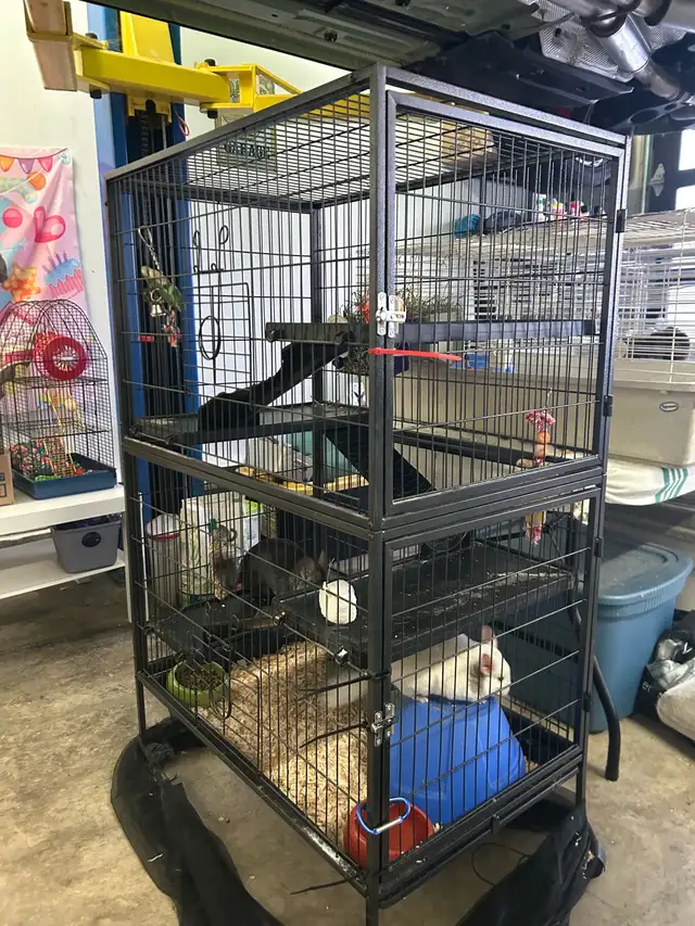 chinchillas avec cage - Photo 5