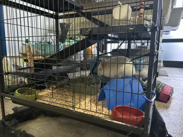 chinchillas avec cage - Photo 6