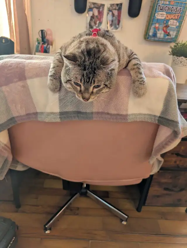 Male Highland Lynx - Photo 2