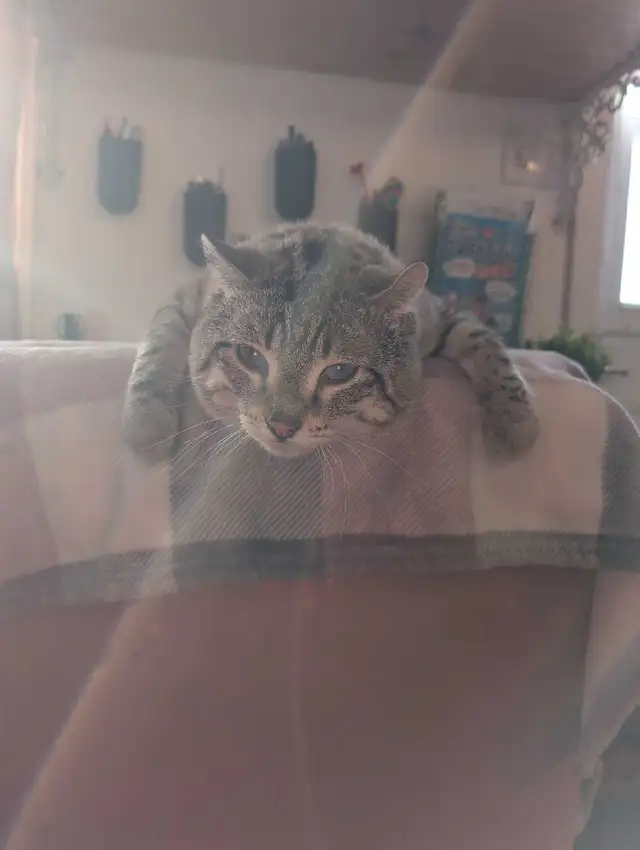 Male Highland Lynx - Photo 3