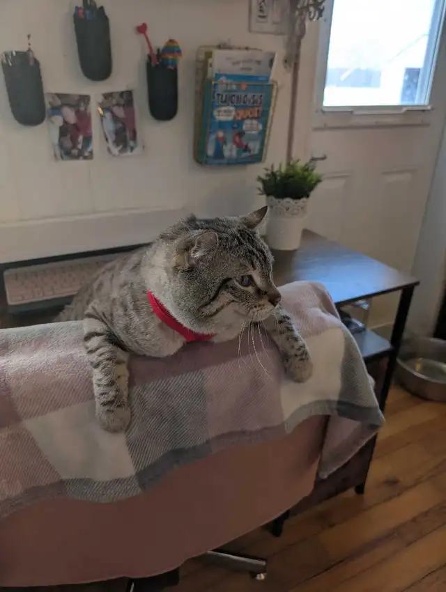 Male Highland Lynx - Photo 4