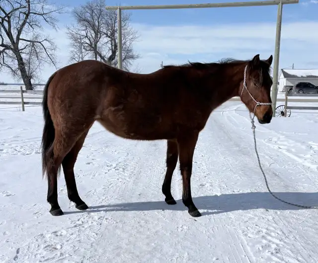 2024 Quiet Filly | Coming 2YO