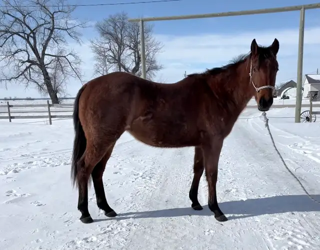 2024 Quiet Filly | Coming 2YO - Photo 2