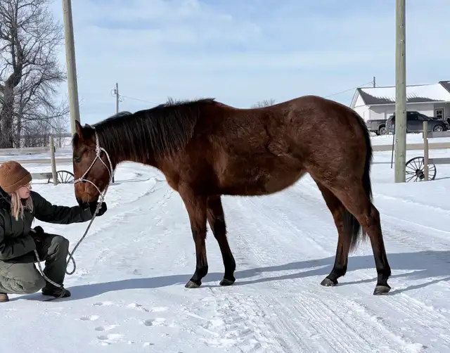 2024 Quiet Filly | Coming 2YO - Photo 3