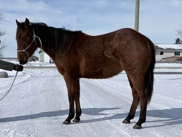 2024 Quiet Filly | Coming 2YO - Photo 4