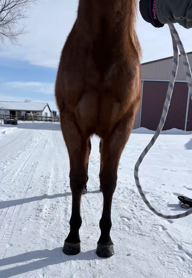 2024 Quiet Filly | Coming 2YO - Photo 5