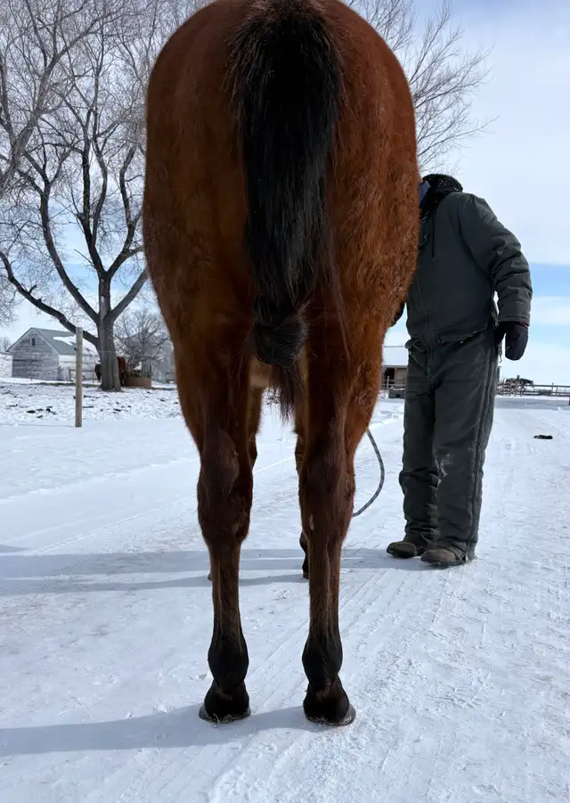 2024 Quiet Filly | Coming 2YO - Photo 6