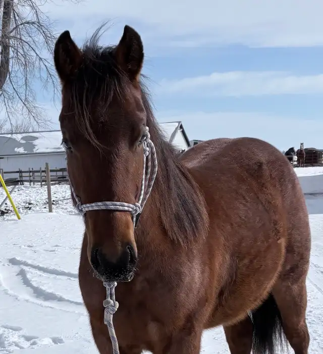 2024 Quiet Filly | Coming 2YO - Photo 7