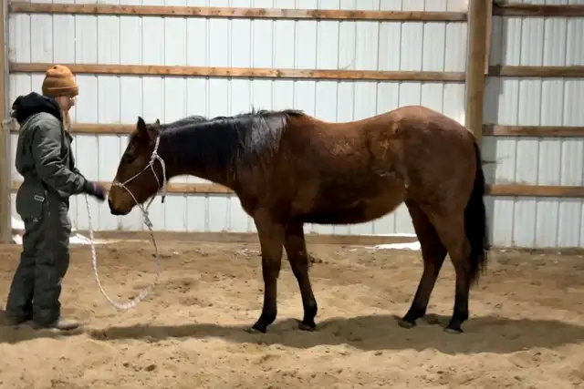 2024 Quiet Filly | Coming 2YO - Photo 8