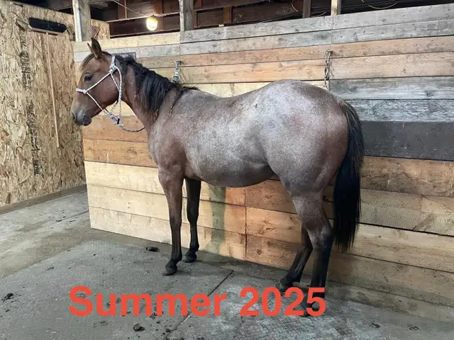 2024 Quiet Filly | Coming 2YO - Photo 9