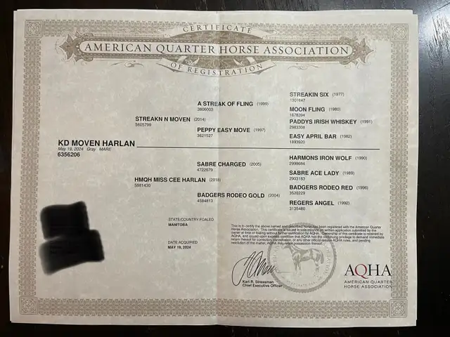 2024 Quiet Filly | Coming 2YO - Photo 10