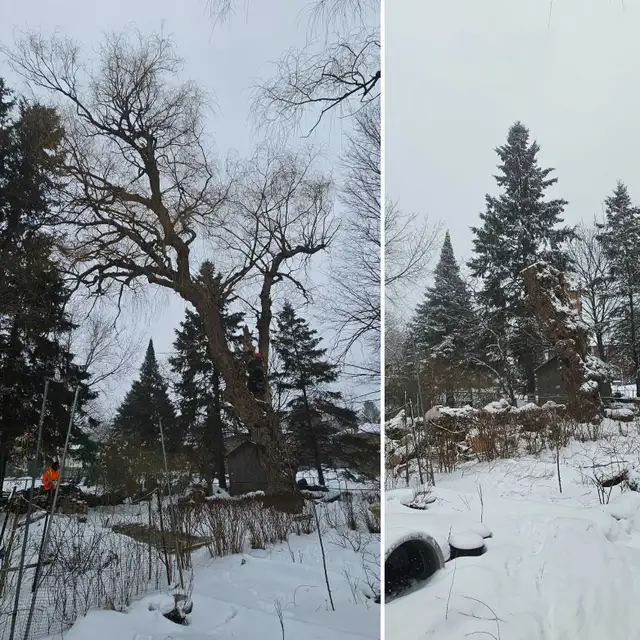 TORONTO TREE GUYS - TREE REMOVAL - PRUNING - LICENSED & INSURED - Photo 10