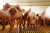 Sow and piglet herdsperson