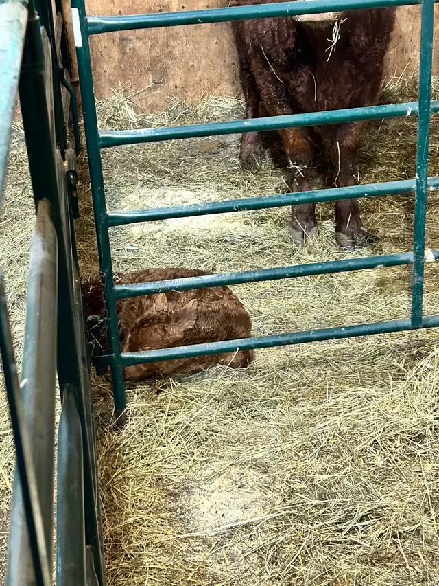 2 Red Heifer Twins - Photo 2