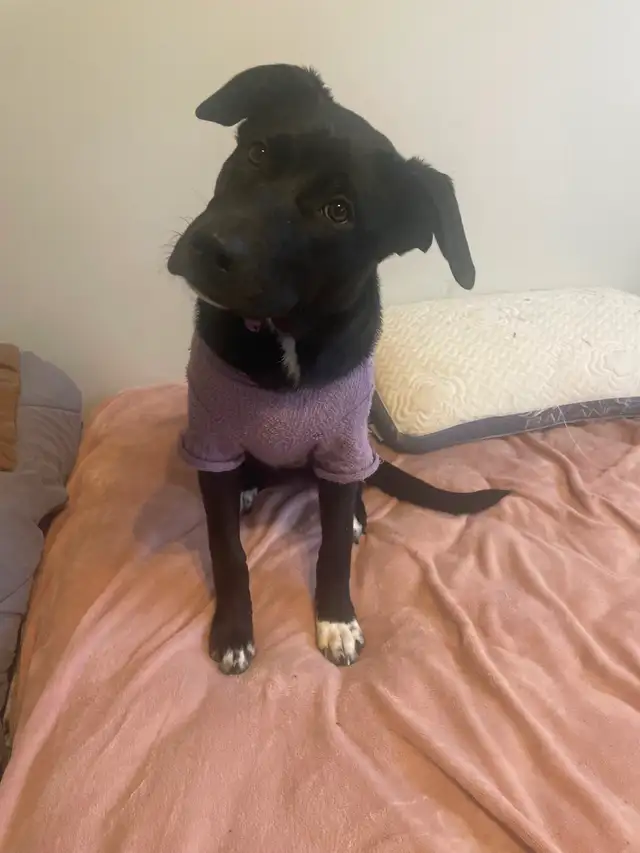 Lab and Sheppard mix female