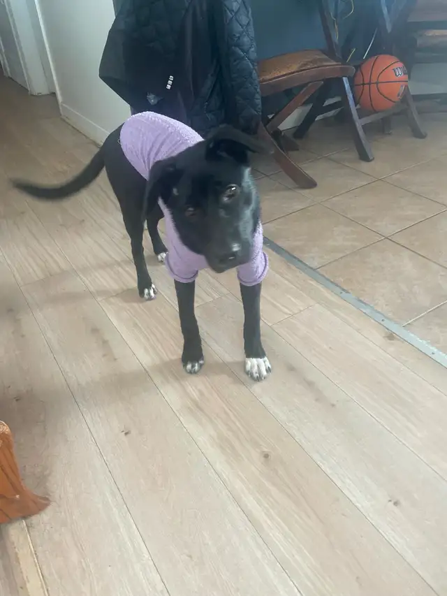 Lab and Sheppard mix female - Photo 3