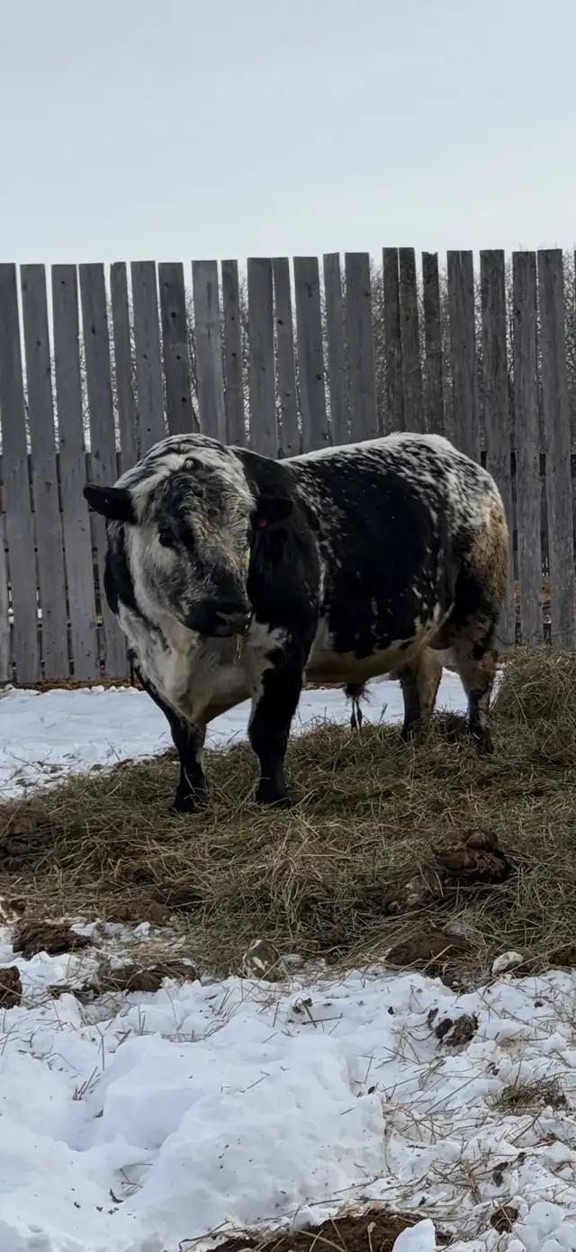 Looking for Speckle Park heifer bull