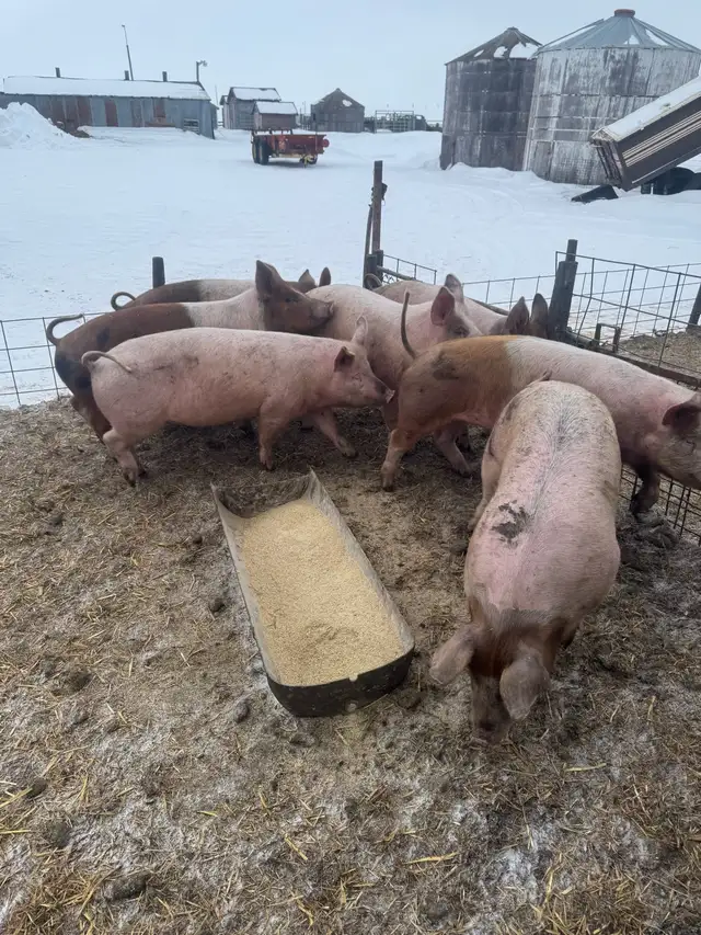 Feeder / Finisher pigs