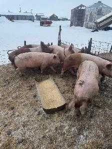 Feeder / Finisher pigs