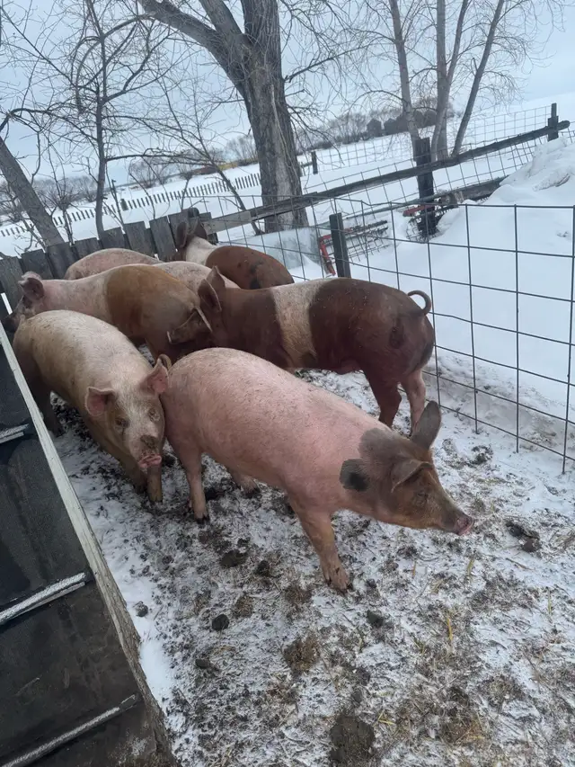 Feeder / Finisher pigs - Photo 2