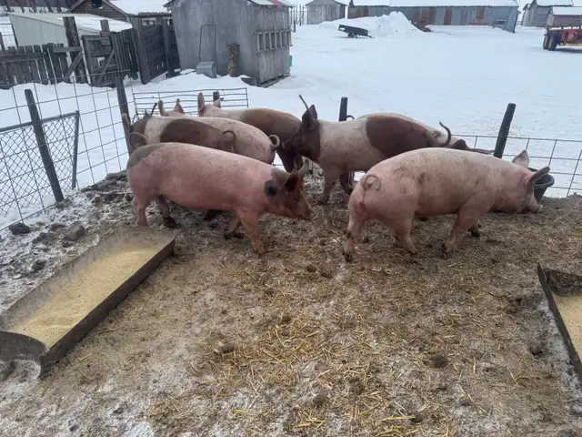 Feeder / Finisher pigs - Photo 3