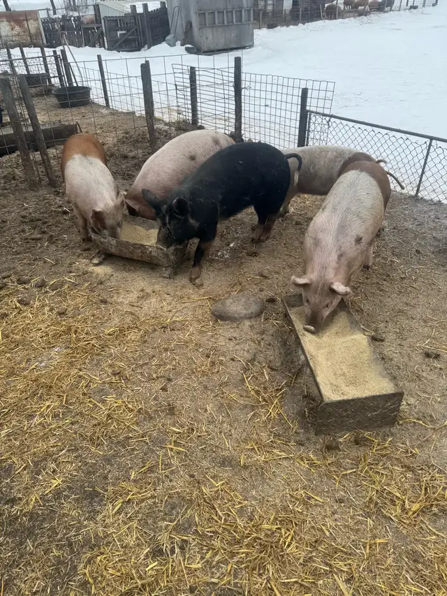 Feeder / Finisher pigs - Photo 5
