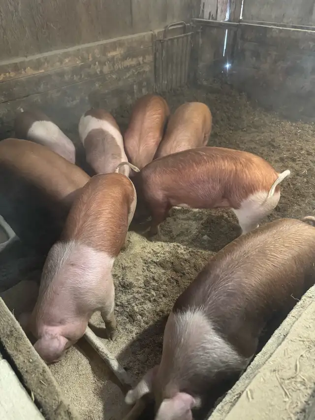 Feeder / Finisher pigs - Photo 6