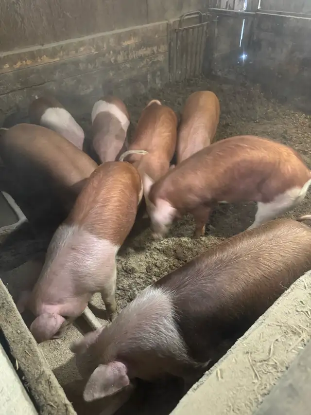 Feeder / Finisher pigs - Photo 7