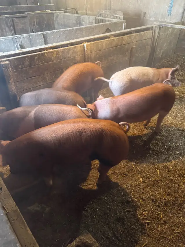 Feeder / Finisher pigs - Photo 8