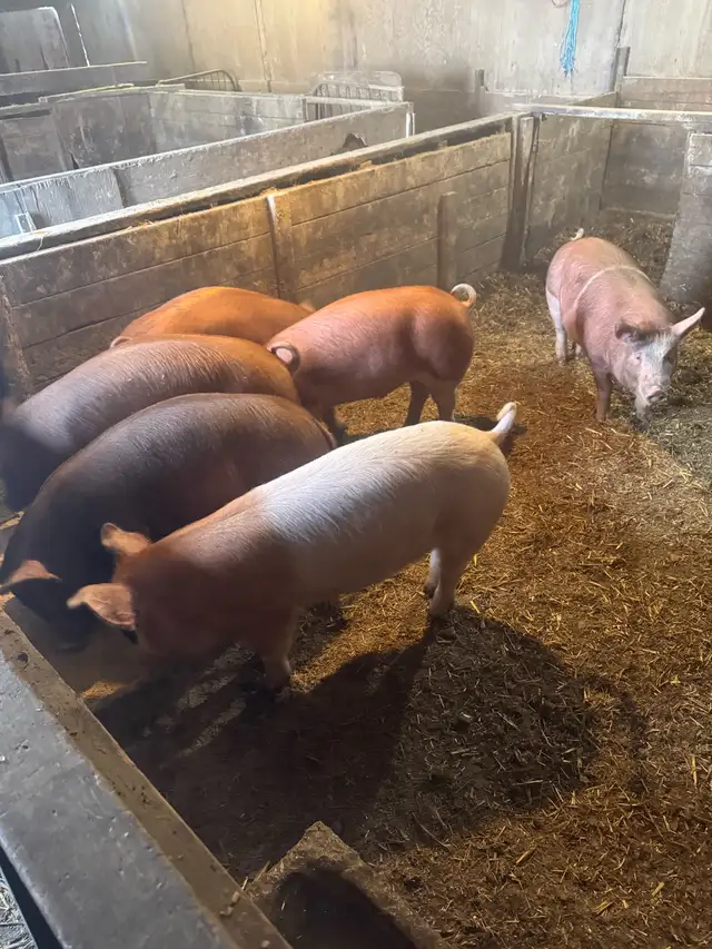 Feeder / Finisher pigs - Photo 9