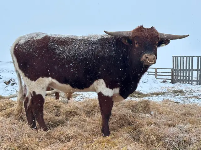 Texas Longhorn Bull - Photo 2