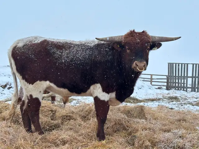 Texas Longhorn Bull - Photo 3